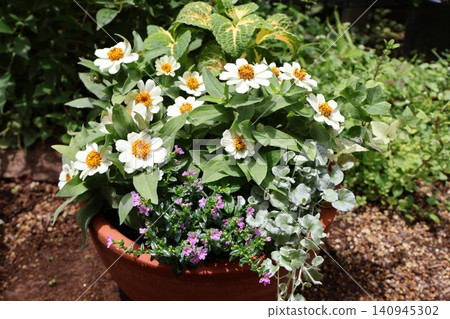 White zinnia mixed planting 140945302