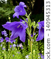 Purple bellflower blossoms 140945313