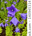 Purple bellflower flower 140945314