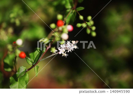 Juze coral flower and fruit Juze coral flower and fruit 140945590