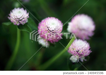 千日紅（Gomphrena globosa）－白色和粉紅花朵 140945596