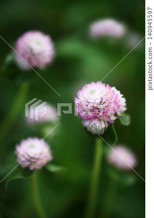 千日紅(Gomphrena globosa)-白色和粉紅花朵 千日紅(Gomphrena globosa)-白色和粉紅花朵 140945597