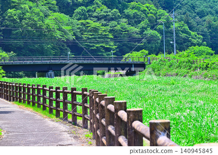 長野河畔,靠近星野河考古公園,栃木市星野町,雜草叢生 長野河畔,靠近星野河考古公園,栃木市星野町,雜草叢生 140945845