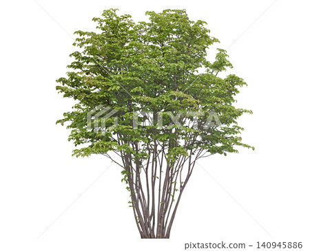 Young deciduous tree with vibrant green leaves, slender trunks Young deciduous tree with vibrant green leaves, slender trunks 140945886