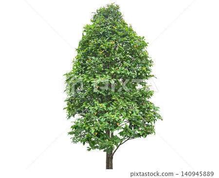 Vibrant green tree with a full canopy of leaves Vibrant green tree with a full canopy of leaves 140945889