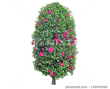 Topiary camellia bush with vibrant pink flowers and lush green leaves 140945890
