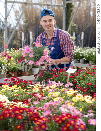 Salesman changes arrangement of pots with garden chamomile and improves appearance of window. Salesman changes arrangement of pots with garden chamomile and improves appearance of window. 140945899