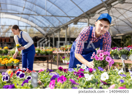 Flower greenhouse male worker takes care of petunia flowers Flower greenhouse male worker takes care of petunia flowers 140946003