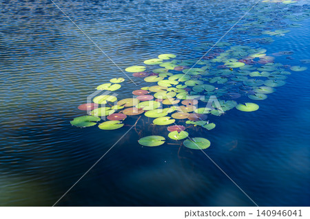 Lotus leaves floating on the water Lotus leaves floating on the water 140946041