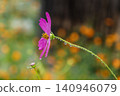 嬌嫩的波斯菊，帶著水珠 140946079