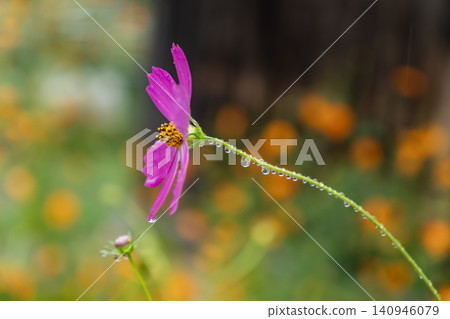 嬌嫩的波斯菊，帶著水珠 140946079