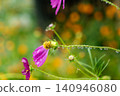 嬌嫩的波斯菊，帶著水珠 140946080