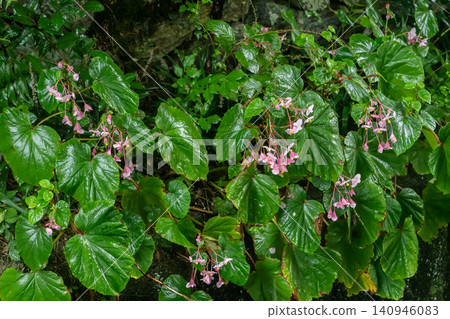 Begonias wet with rain Begonias wet with rain 140946083