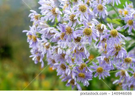Aster flowers wet with morning dew 140946086