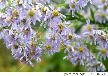 A aster, wet with morning dew A aster, wet with morning dew 140946171