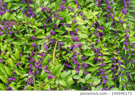 Purple fruit of Murasaki Shikibu Purple fruit of Murasaki Shikibu 140946173