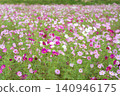 到處都是盛開的波斯菊 140946175