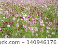 到處都是盛開的波斯菊 140946176