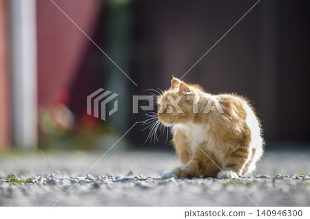 Portrait of cute adorable ginger orange young big cat with golden yellow eyes sitting outdoors on small pebbles posing on blurred light colorful sunny copy space background. Portrait of cute adorable ginger orange young big cat with golden yellow eyes sitting outdoors on small pebbles posing on blurred light colorful sunny copy space background. 140946300