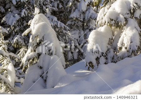 Close-up shot of pine tree branche with green needles covered with deep fresh clean snow on blurred blue outdoors copy space background. Merry Christmas and Happy New Year greeting postcard. Close-up shot of pine tree branche with green needles covered with deep fresh clean snow on blurred blue outdoors copy space background. Merry Christmas and Happy New Year greeting postcard. 140946321