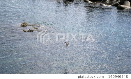 Black-tailed gulls flying over the sea, rocks, and tetrapods Black-tailed gulls flying over the sea, rocks, and tetrapods 140946348