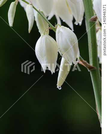 Beautiful snow lilies after the rain Beautiful snow lilies after the rain 140946371