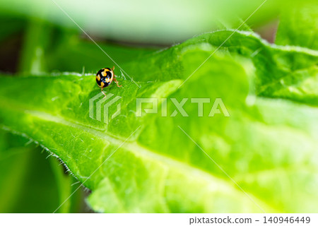 The back view of a small tortoise beetle scurrying about. 140946449