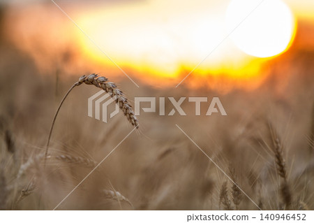 Close-up of warm colored golden yellow ripe focused wheat heads on sunny summer day on soft blurred foggy meadow wheat field light brown background. Agriculture, farming and rich harvest concept. Close-up of warm colored golden yellow ripe focused wheat heads on sunny summer day on soft blurred foggy meadow wheat field light brown background. Agriculture, farming and rich harvest concept. 140946452