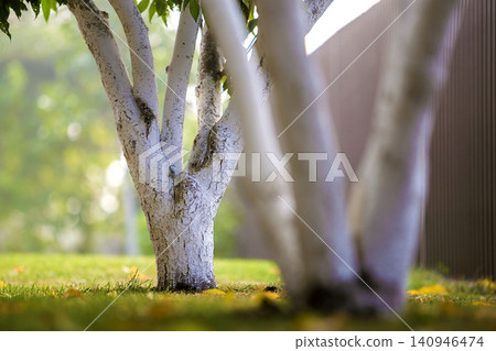 Whitewashed bark of fruit trees growing in sunny orchard garden on blurred green copy space background. Gardening and agriculture, protective procedure concept. Whitewashed bark of fruit trees growing in sunny orchard garden on blurred green copy space background. Gardening and agriculture, protective procedure concept. 140946474