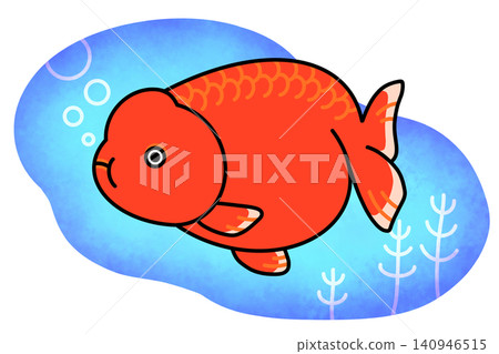 Red Ranchu goldfish and background illustration Red Ranchu goldfish and background illustration 140946515