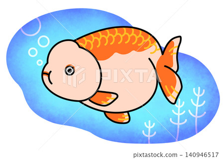 Ranchu goldfish and background illustration Ranchu goldfish and background illustration 140946517