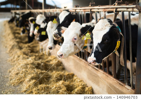 Calves eating hay in the livestock stall during the evening. Concept of agriculture, farming and animal husbandry Calves eating hay in the livestock stall during the evening. Concept of agriculture, farming and animal husbandry 140946703