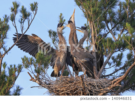 Great blue heron mother with babies in a pine, Quebec, Canada Great blue heron mother with babies in a pine, Quebec, Canada 140946831