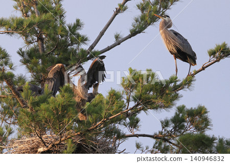 Great blue heron mother with babies in a pine, Quebec, Canada Great blue heron mother with babies in a pine, Quebec, Canada 140946832