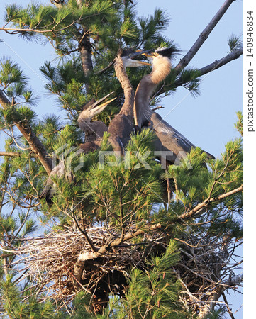 Great blue heron mother with babies in a pine, Quebec, Canada Great blue heron mother with babies in a pine, Quebec, Canada 140946834