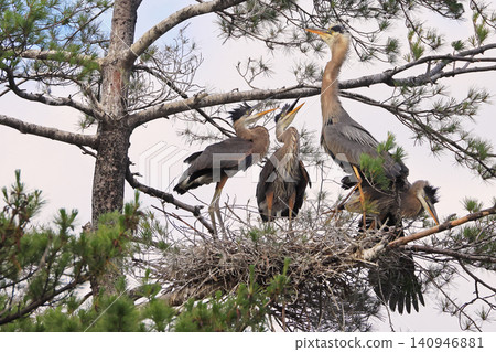 Mother Osprey with her two babies into the nest on a border of Saint Lawrence River, Ontario, Canada 140946881