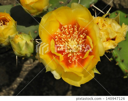 Yellow flower of peach cactus Yellow flower of peach cactus 140947126