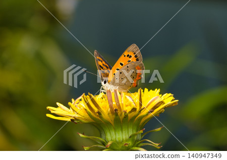 Red croaker on the flower Red croaker on the flower 140947349