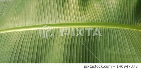 A close-up macro shot of a fresh green banana leaf, highlighting its distinctive veins and smooth, parallel texture. 140947378