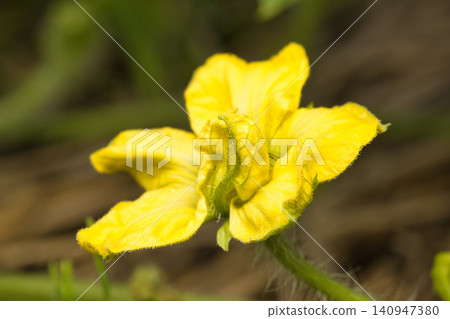 Watermelon Flower Watermelon Flower 140947380