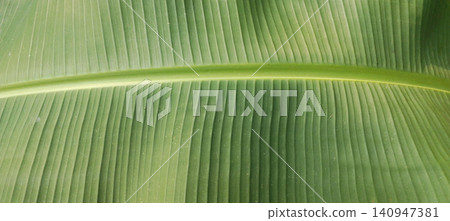 A close-up macro shot of a fresh green banana leaf, highlighting its distinctive veins and smooth, parallel texture. 140947381