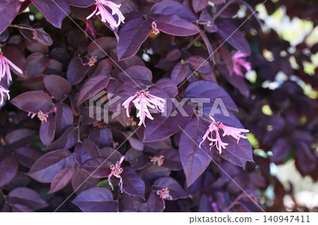 紅花Tokiwamansaku花 紅花Tokiwamansaku花 140947411