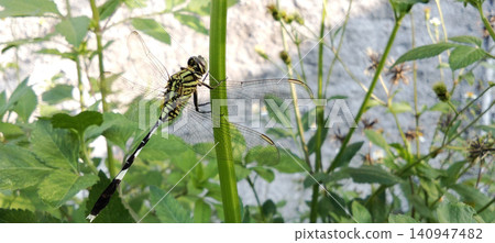 A green dragonfly with transparent wings alighted on a plant stem amidst the lush foliage of the garden. A green dragonfly with transparent wings alighted on a plant stem amidst the lush foliage of the garden. 140947482