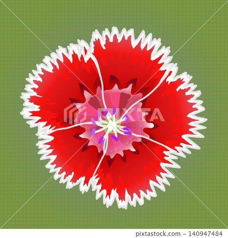Illustration of a dianthus with a background Illustration of a dianthus with a background 140947484