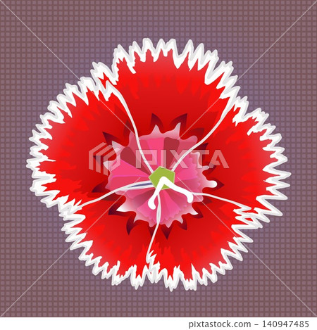 Illustration of a dianthus with a background Illustration of a dianthus with a background 140947485