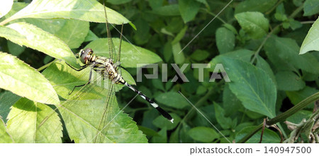 A close-up photo of a dragonfly perched on a green leaf in natural sunlight. A close-up photo of a dragonfly perched on a green leaf in natural sunlight. 140947500