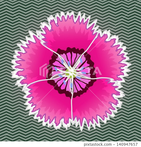 Illustration of a dianthus with a background Illustration of a dianthus with a background 140947657