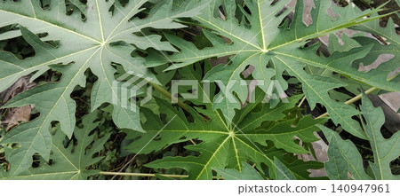 A close-up photo of a green papaya leaf overlapping with tropical foliage. A close-up photo of a green papaya leaf overlapping with tropical foliage. 140947961