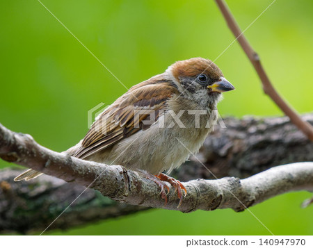 Close-up of a young sparrow resting on a branch. Close-up of a young sparrow resting on a branch. 140947970