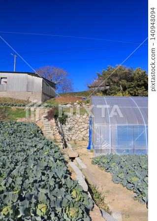 Maejima, an island in the Seto Inland Sea, features a townscape of sprawling cabbage fields. Maejima, an island in the Seto Inland Sea, features a townscape of sprawling cabbage fields. 140948094